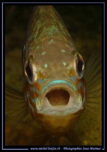A Pumpkinseed, common sunfish jawning.. Que du bonheur...... by Michel Lonfat 